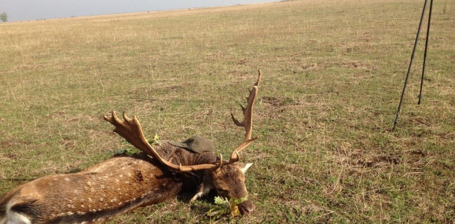 CERB LOPĂTAR – Dama dama L