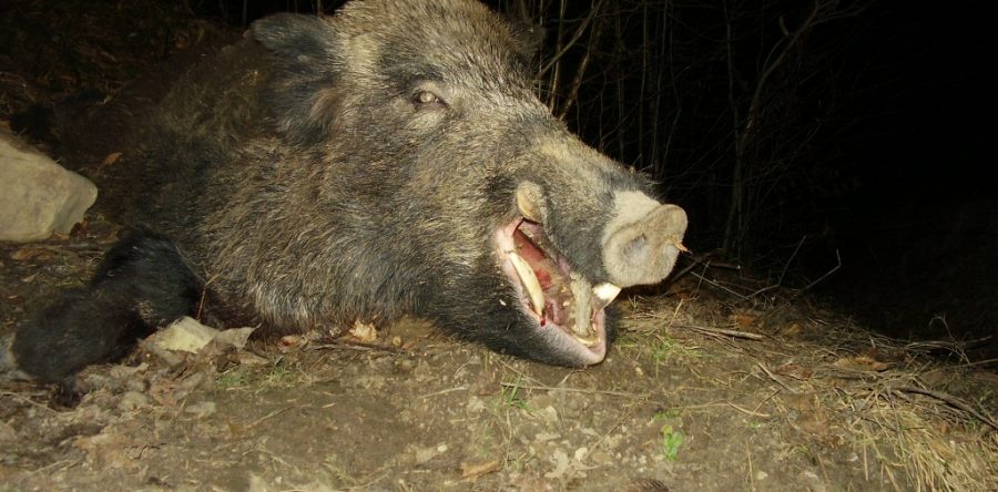 MISTREŢ – Sus scrofa attila L.